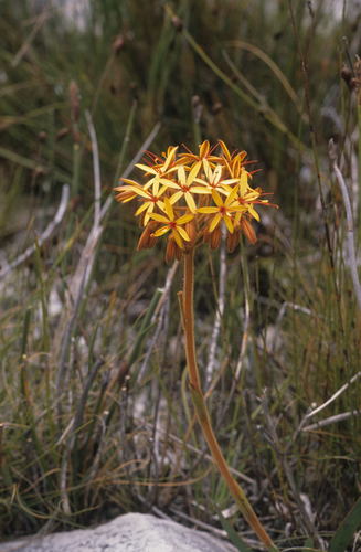 Image of Dilatris viscosa by (c) Tom Lloyd Evans, some rights reserved (CC BY-SA)