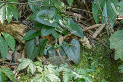 Asarum caudigerum