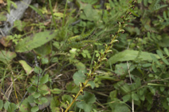 Pedicularis incarnata