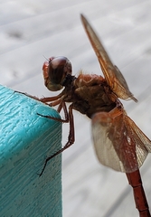 Libellula auripennis