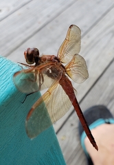 Libellula auripennis