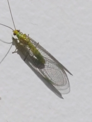 Calochrysa extranea
