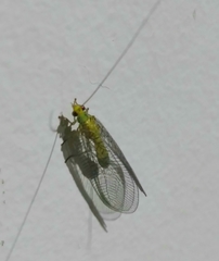 Calochrysa extranea