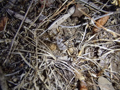 Phyllomorpha lacerata