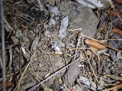 Phyllomorpha lacerata