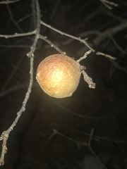 Disholcaspis pruniformis