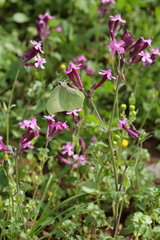 Silene aegyptiaca