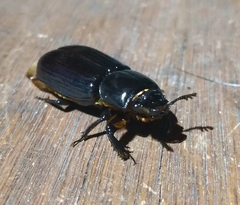 Aulacocyclus