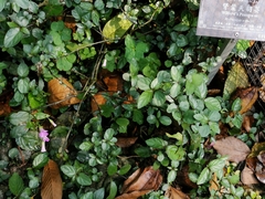 Hydrocotyle ramiflora