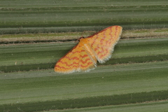 Idaea similinea