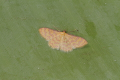 Idaea similinea