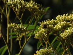 Apis mellifera