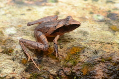 Craugastor mimus