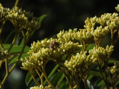 Apis mellifera