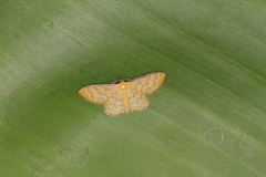 Idaea similinea