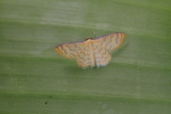 Idaea similinea