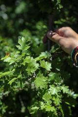 Torminalis glaberrima