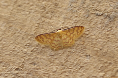 Idaea similinea