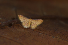 Idaea similinea