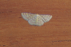 Idaea similinea