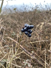 Ligustrum vulgare