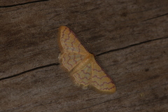 Idaea similinea