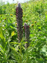 Pedicularis atropurpurea