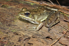 Lithobates maculatus