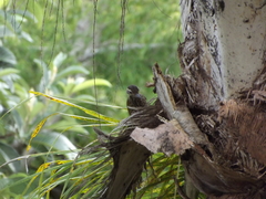Dryobates spilogaster