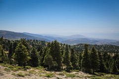 Abies cilicica