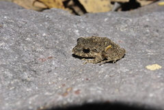 Craugastor laevissimus