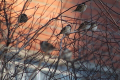 Passer montanus