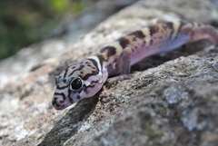 Coleonyx mitratus