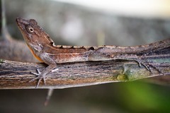 Anolis