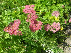 Chaerophyllum rubellum