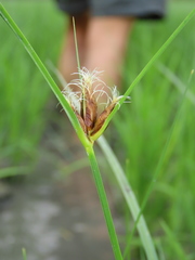 Bolboschoenus maritimus affinis