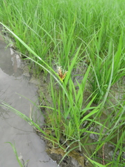 Bolboschoenus maritimus affinis