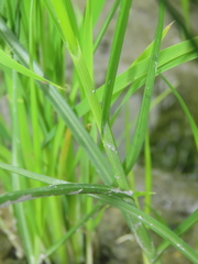 Bolboschoenus maritimus affinis
