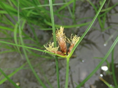 Bolboschoenus maritimus affinis