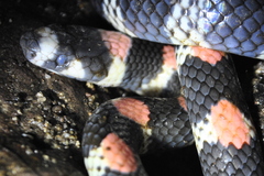 Scolecophis atrocinctus