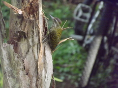 Dryobates spilogaster