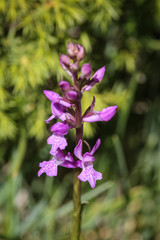 Dactylorhiza urvilleana