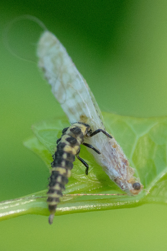 Nectopsyche exquisita photo 6