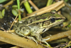 Lithobates brownorum
