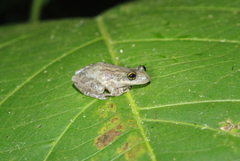 Scinax staufferi