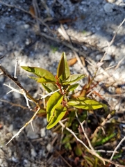 Ximenia americana