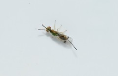 Bootanomyia stigmatizans