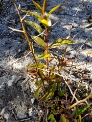 Ximenia americana