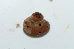 Bootanomyia stigmatizans