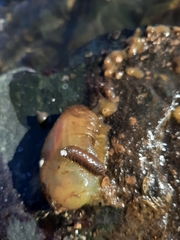 Ciona intestinalis